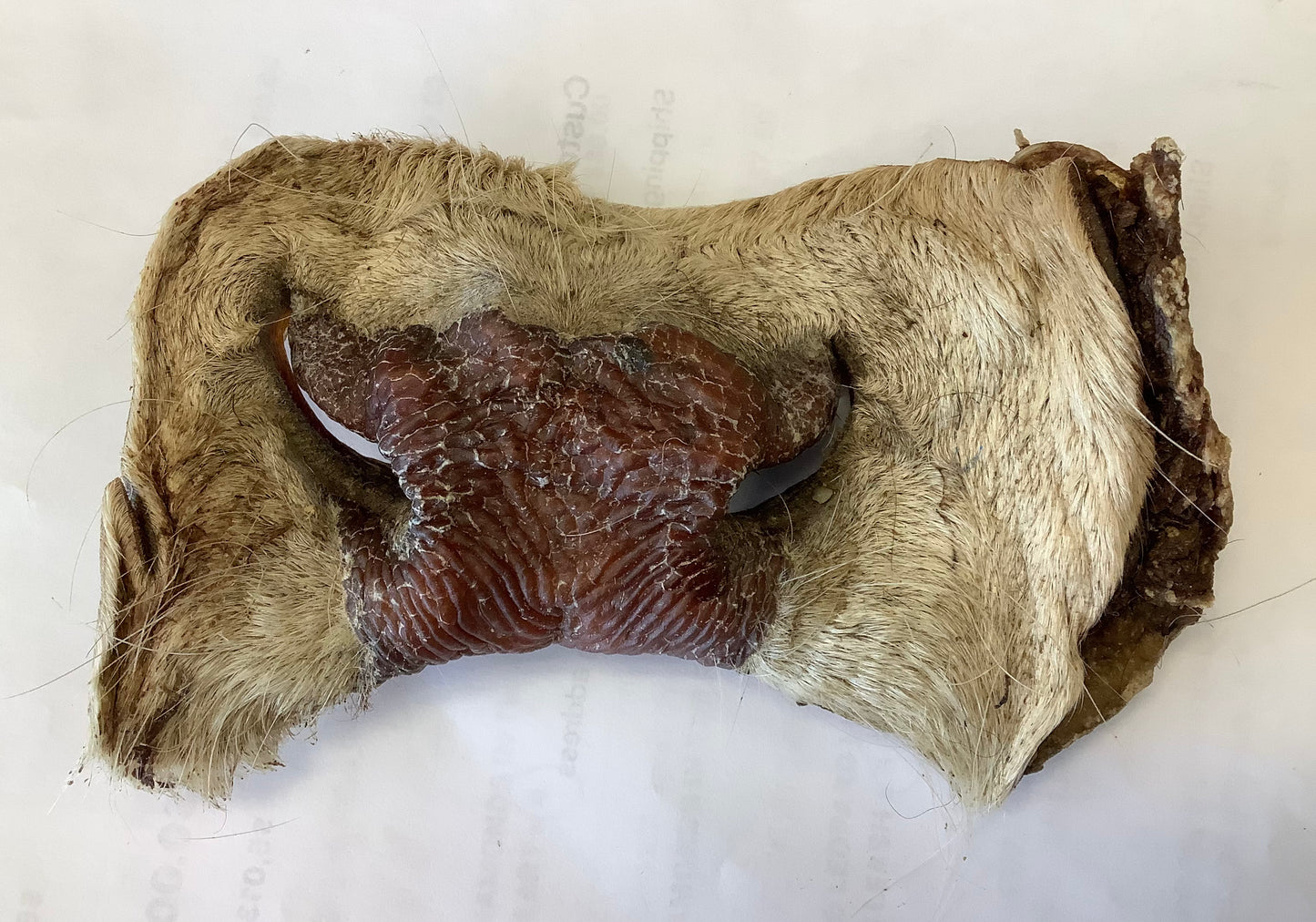 Dehydrated Cow Snout