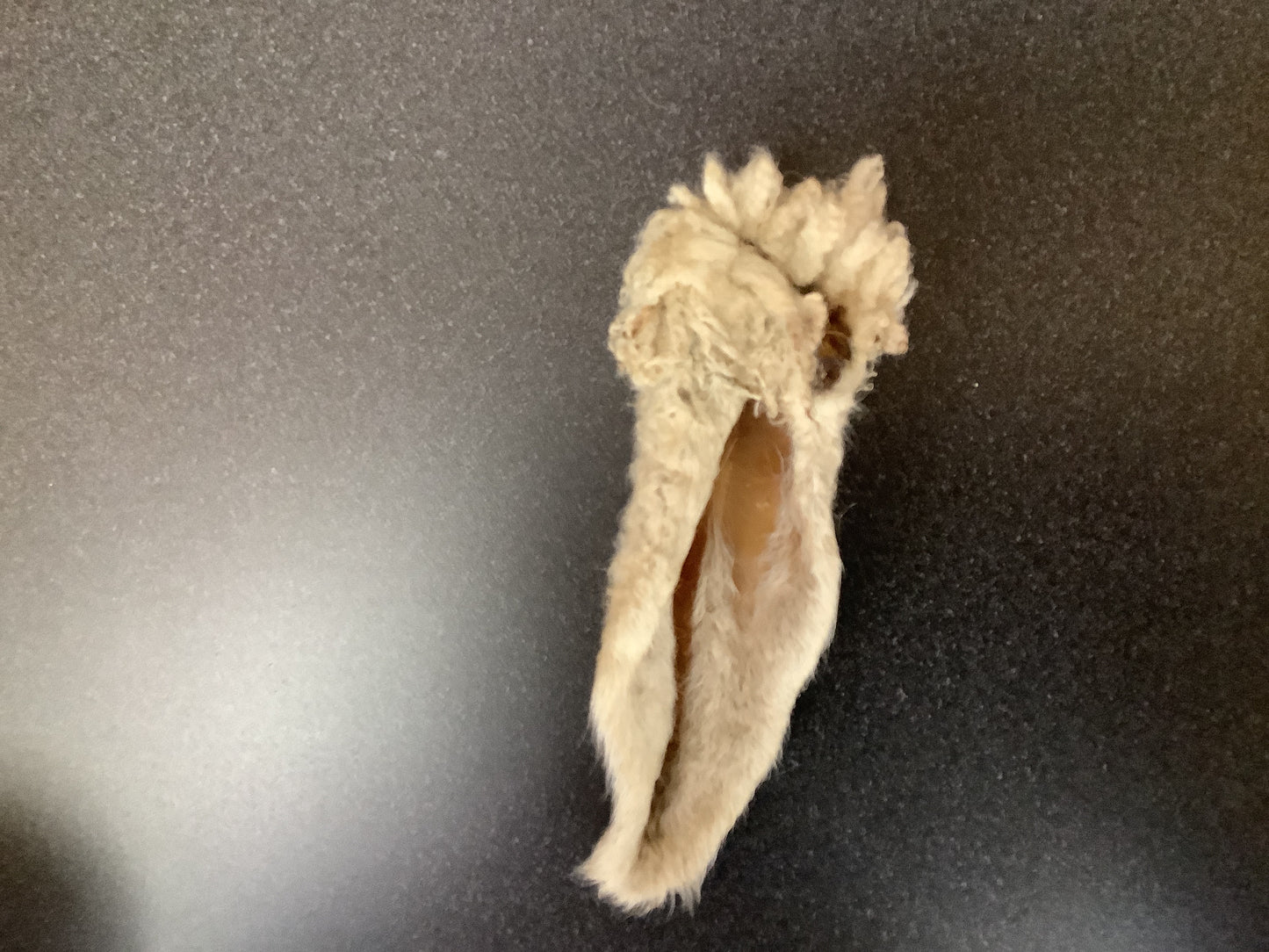 Dehydrated Furry Lamb Ear